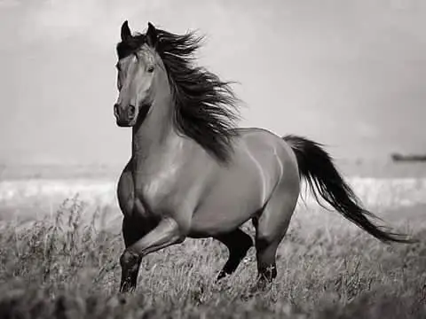 كۇنگەيباي سىنشىنىڭ ات سىناۋ ۇلگىسى