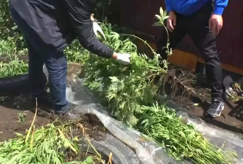 Марихуану выращивал у себя в огороде житель Усть-Каменогорска