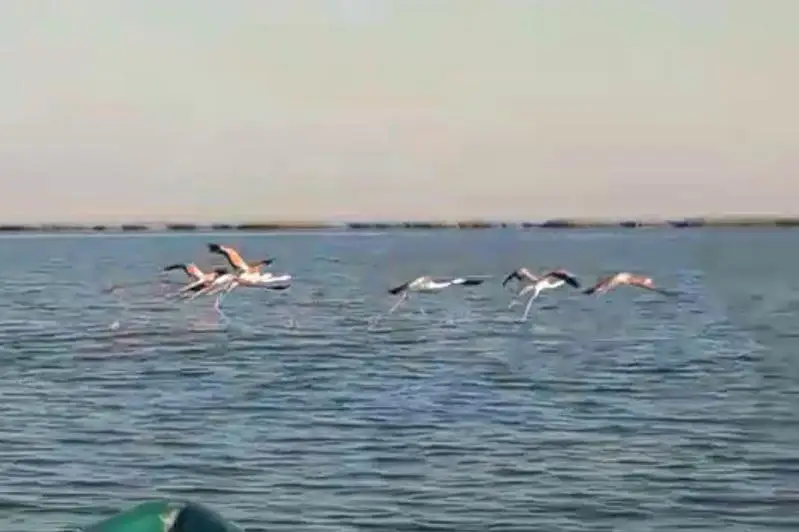 كاسپي تەڭىزىنىڭ جاعالاۋىنا قوقيقازدار ۇشىپ كەلدى