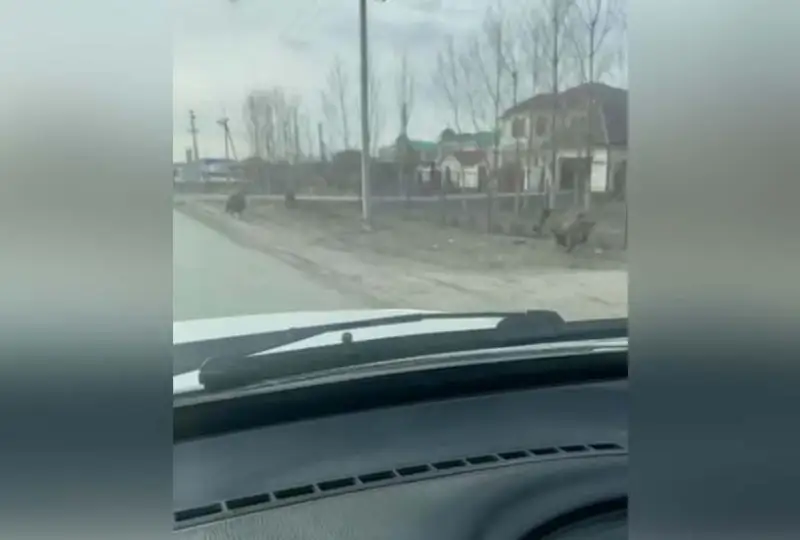 Дикие кабаны разгуливали в пригороде Атырау