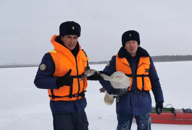 Замерзающих на озере лебедей спасли в СКО