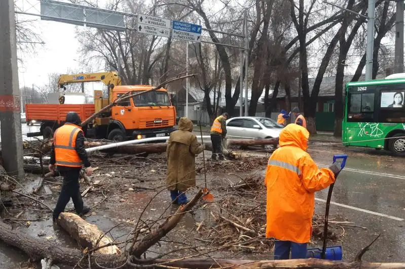 36 случаев падения веток и деревьев из-за ветра произошло в Алматы