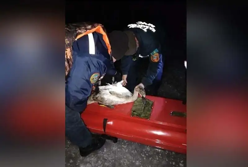 Примерзшего крылом ко льду лебедя спасли в Актобе