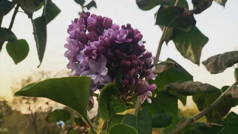 الماتىدا كۇتپەگەن جەردەن مامىرگۇل گۇلدەدى