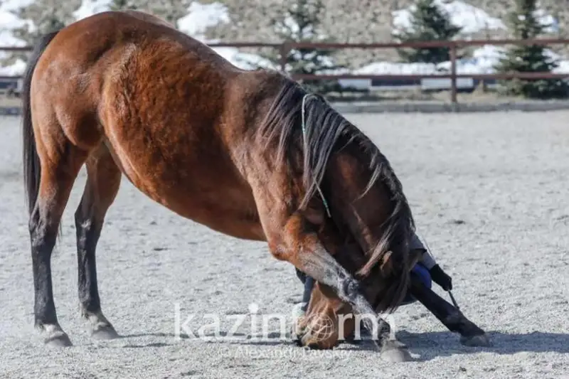 Массовая гибель лошадей в Атырау произошла из-за паразитарных инфекций