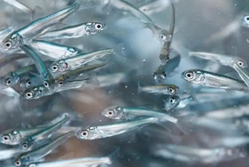 Спасено 700 тысяч мальков в Кызылординской области