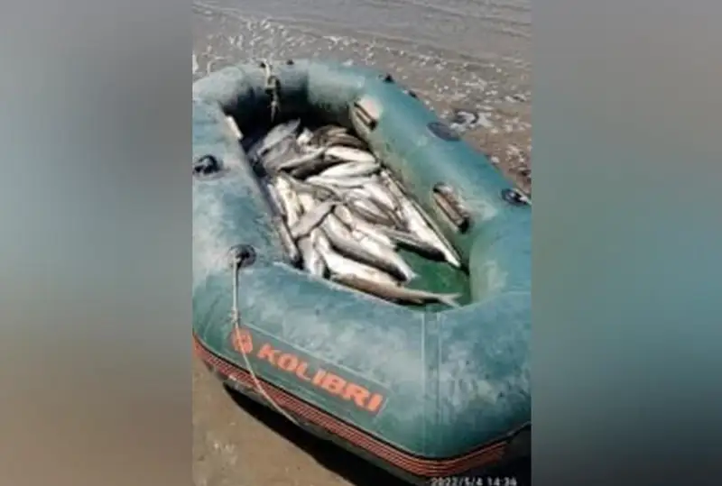 Brakonerlerden 1 tonnaǵa jýyq bekire tárkilendi