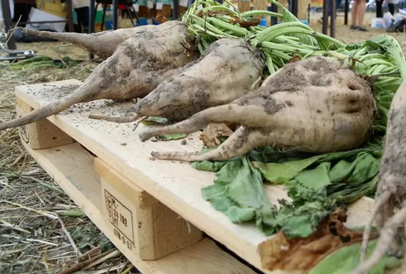 Более 214 тысяч тонн сахарной свеклы планируется собрать в Жамбылской области