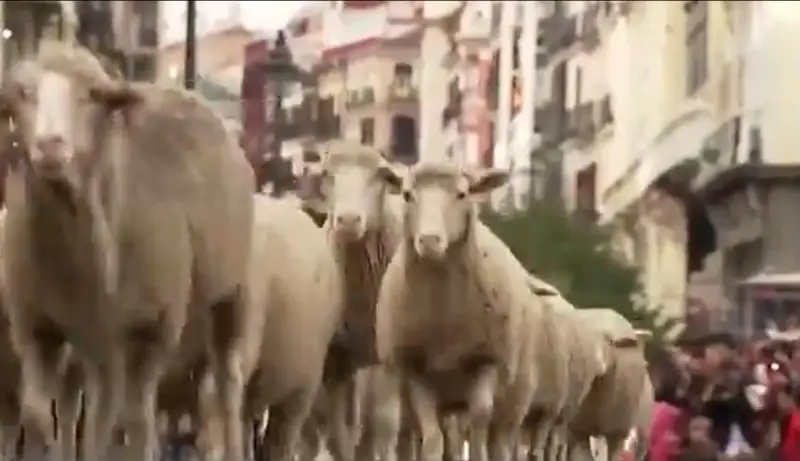 Овцы оккупировали центральные улицы Мадрида