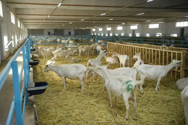 قازاقستاندا جىلقى، قوي مەن ءىرى قارا كوبەيىپ، ەشكى سانى ازايعان