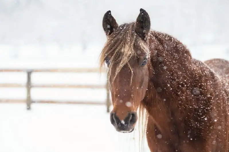 شىعىس قازاقستاندا 66 جىلقى ۇرلاعان ەر ادام ۇستالدى