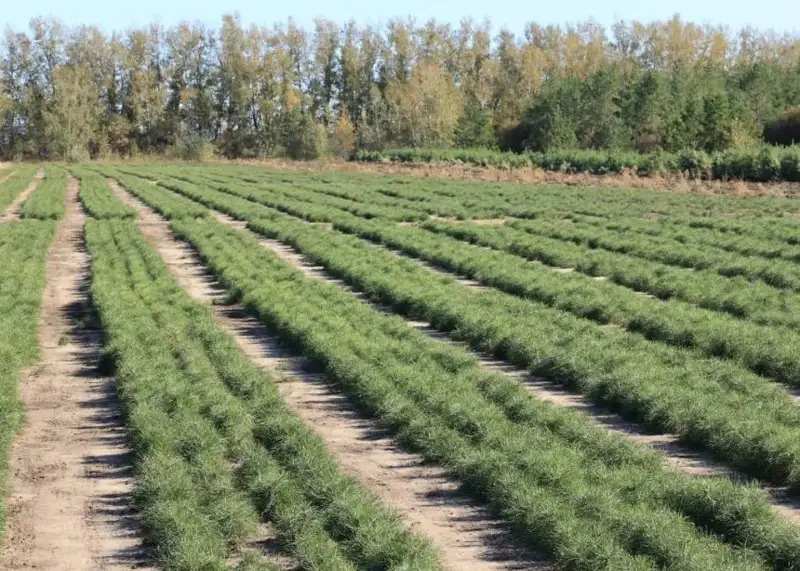 На территории горевших в Костанайской области лесхозов посадят саженцы