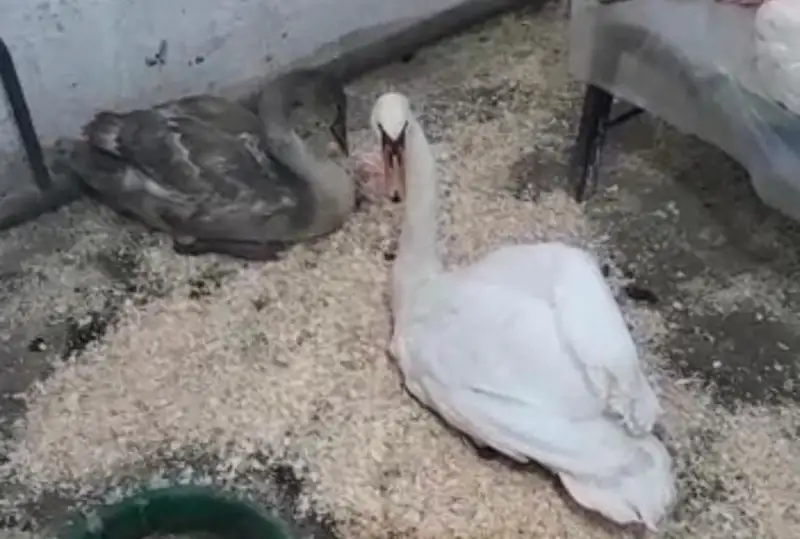 Редкого лебедя-шипуна спасли в Акмолинской области