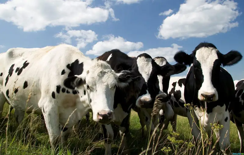 Түйеқұс жеп жүрген қазақ түйенің етінен неге жерінді? - Өңірлік БАҚ-қа шолу