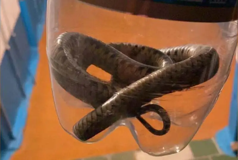 Змею вытащили полицейские из ванны жительницы Костаная