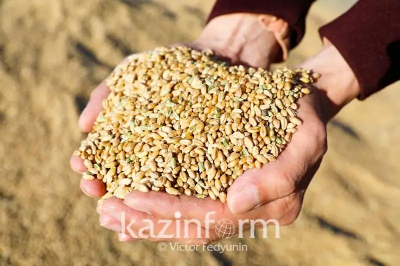 Tuqym sharýashylyǵyn sýbsıdııalaý qandaı nátıje beredi