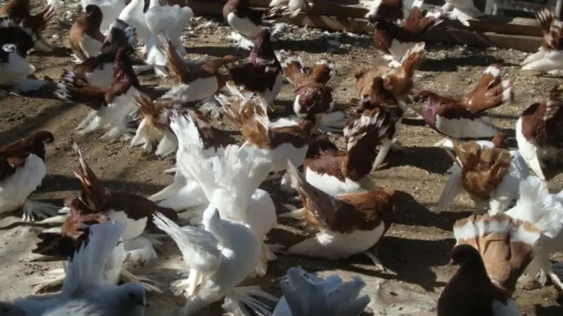 &ETH;&iexcl;&Ograve;&ETH; &Ntilde;&Ograve;&plusmn;&Ntilde;&Ograve;