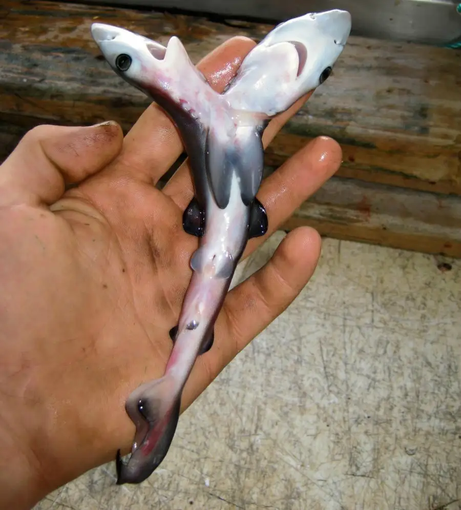 01-two-headed-shark