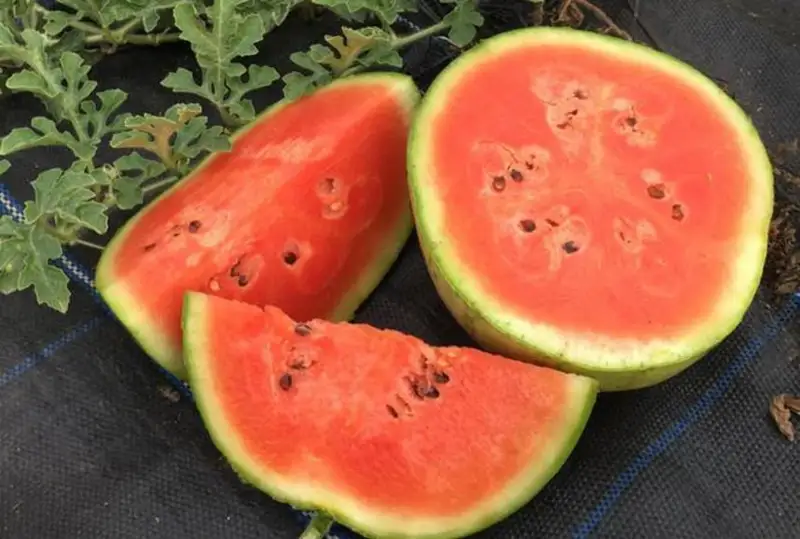 Авокадо, арбузы и финики начали выращивать в Англии из-за жары