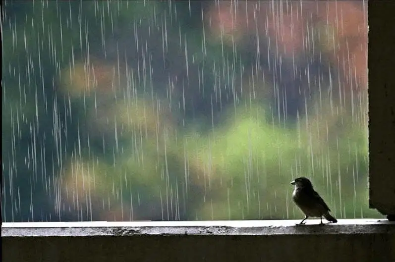 ۇسىك، جاڭبىر، نايزاعاي: جازدىڭ سوڭعى كۇنى اۋا رايى قانداي بولادى