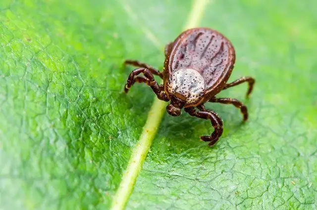 Более 80 детей обратились за медпомощью после укуса клещей в СКО