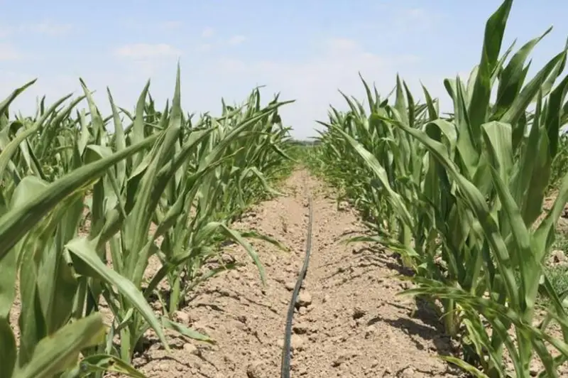 Урожай кукурузы собирают в Атырауской области