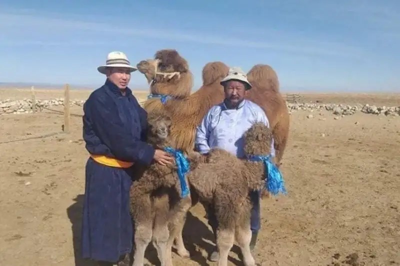 موڭعوليادا تۇيە ەگىز بوتا تاپتى