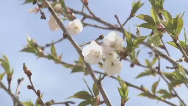 تۇركىستاندا ساكۋرا اعاشى گۇلدەدى