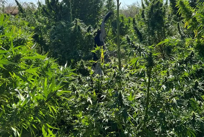 Посев конопли выявили в Туркестанской области