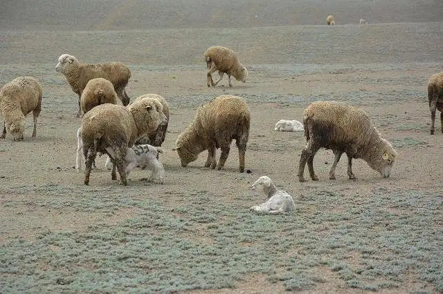 قوي قوزداپ، قورادا شۋ