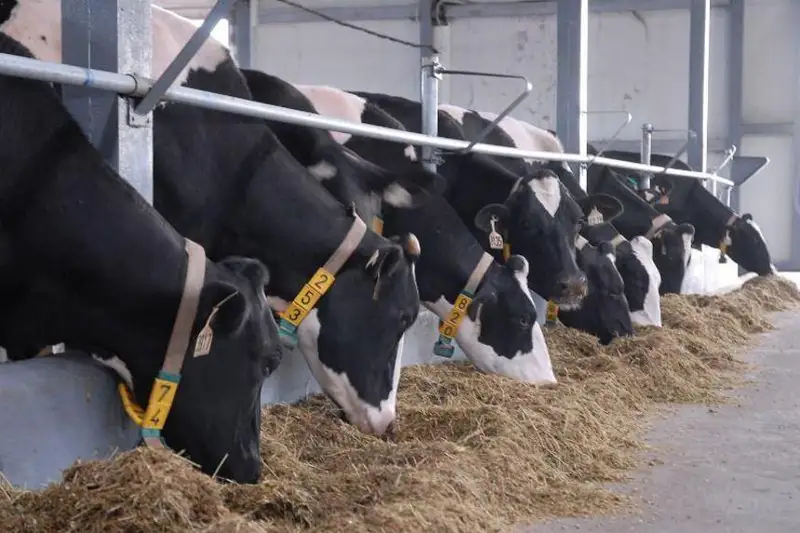 Скот помечают специальными бирками в Мангистауской области