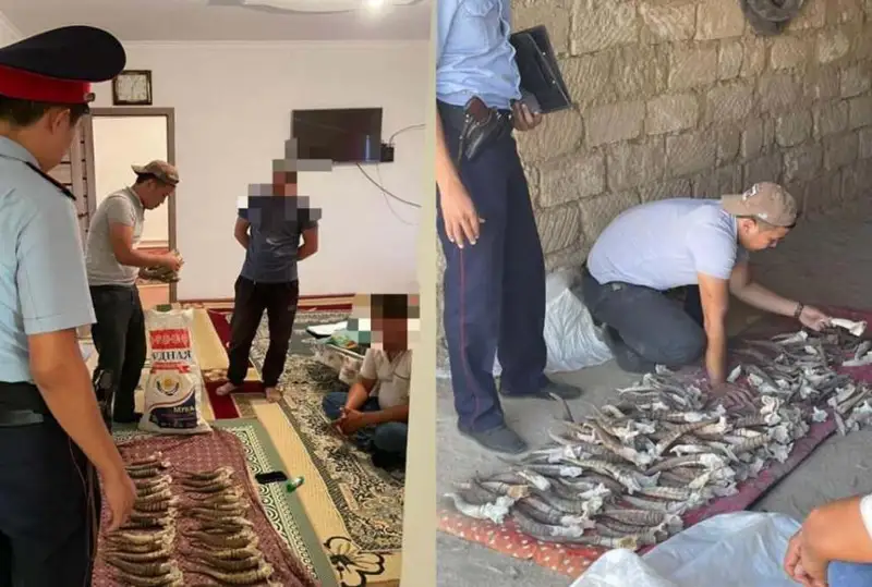 Почти 200 штук рогов сайги изъяли у жителя Мангистауской области