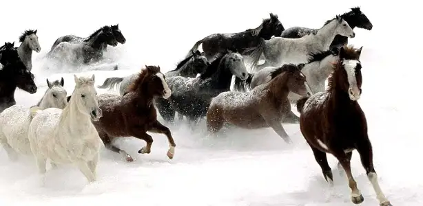 سوعىسقا كەتكەن سايگۇلىكتەر