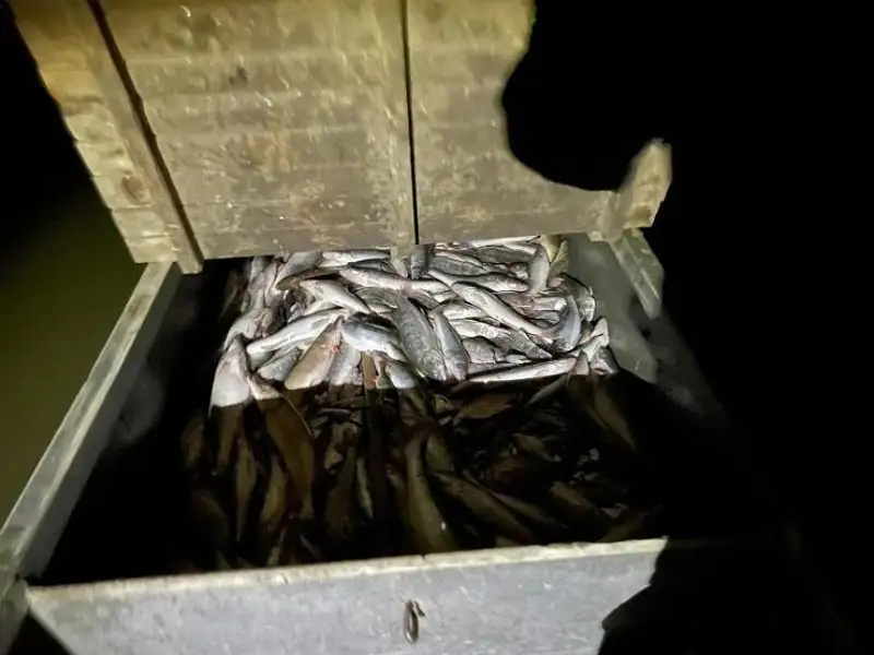 Две тонны незаконно выловленной рыбы изъяли в Атырауской области