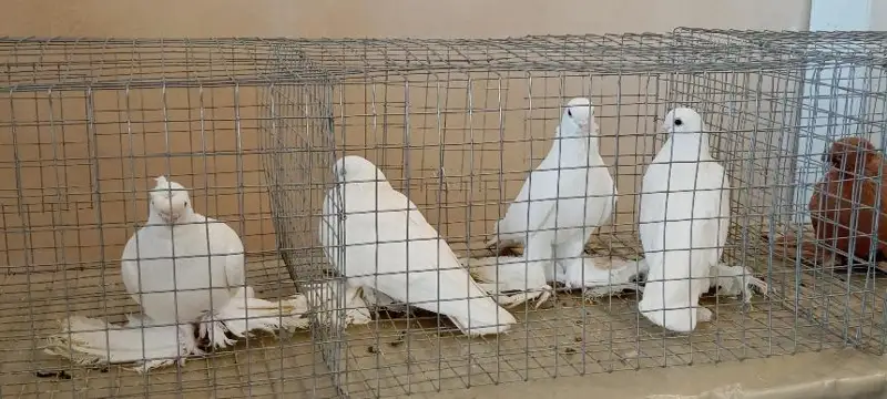 Aqtóbede kógershin baǵatyndar arnaıy kórme ótkizdi