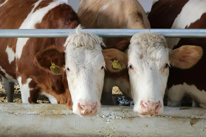 Новая ферма на 100% обеспечит молоком внутренний рынок Павлодарской области