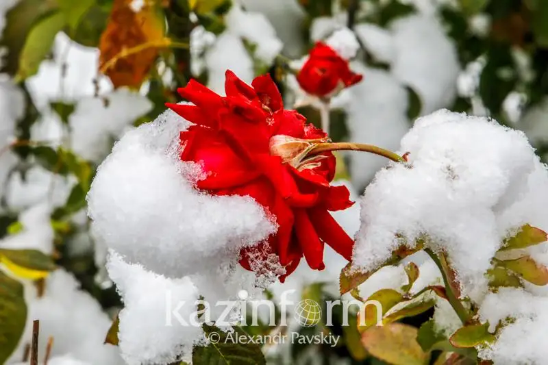 Снег с дождем прогнозируют в СКО