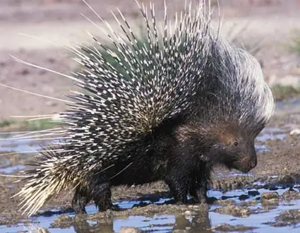 Похожее изображение