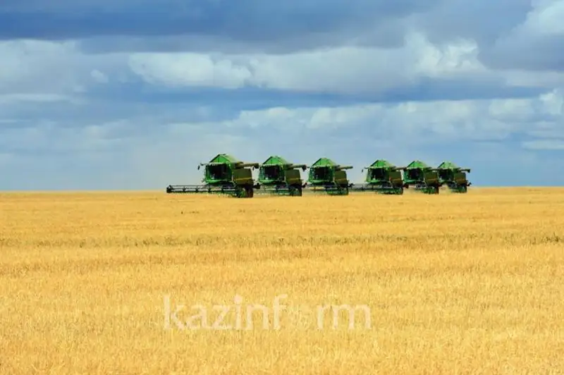 Объем валового выпуска вырос на 8,2% в сельском хозяйстве