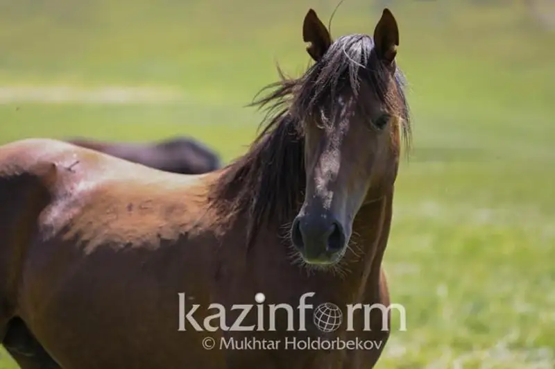 Túrkistanda jylqyshy kókparǵa qatysatyn tulpardy urlap ketken