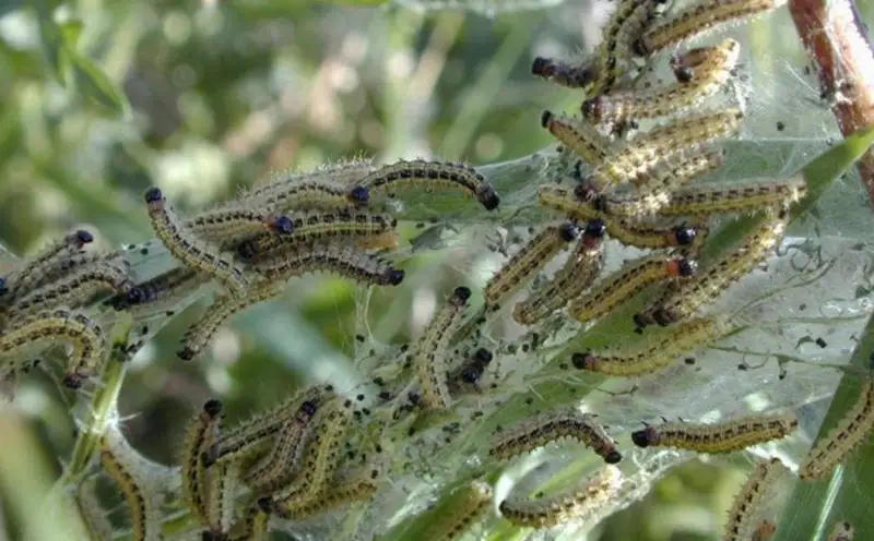 Атырауская область столкнулась с нашествием гусениц