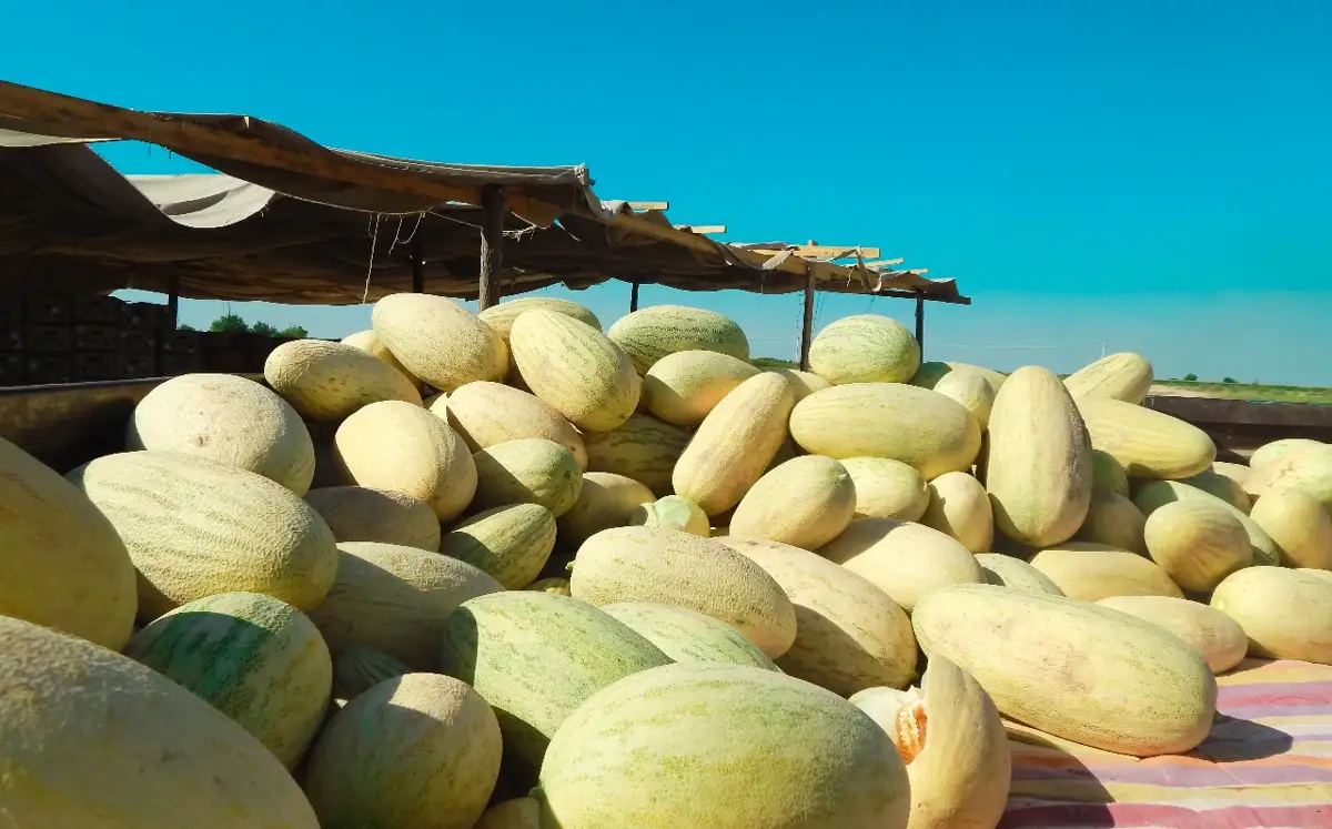 ОҚО-дан Ресейге 51 мың тонна қауын-қарбыз экспортталды