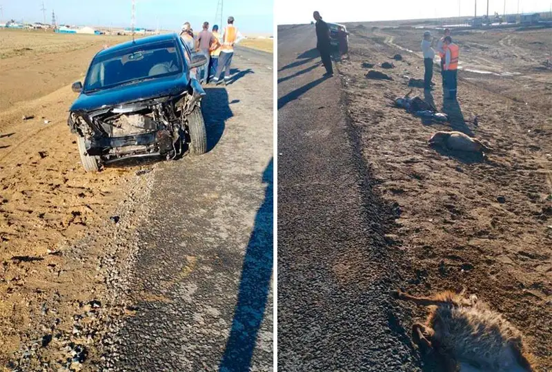 Стадо овец сбил водитель в Атырауской области