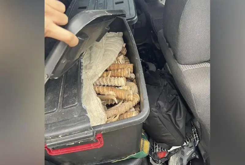 Более 100 кг рогов сайги изъято в Алматинской области