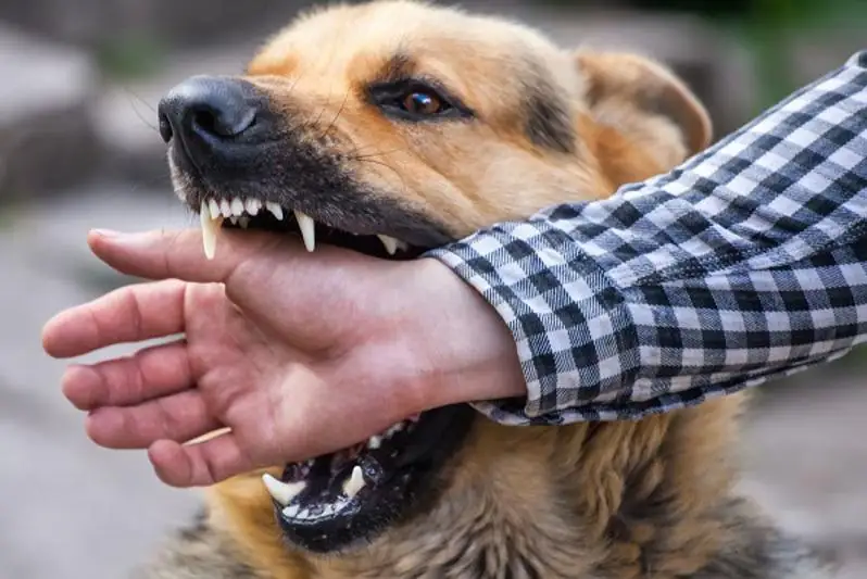 Собака покусала 11-летнего мальчика в Павлодаре: он прикрыл собой младшую сестру