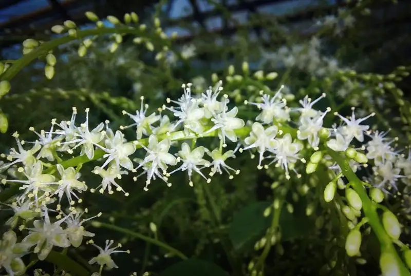 «Хвост ягненка» цветет в ботаническом саду Петропавловска