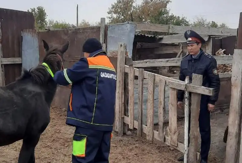 Светоотражающими лентами обеспечили около трех тысяч домашних животных - КазАвтоЖол