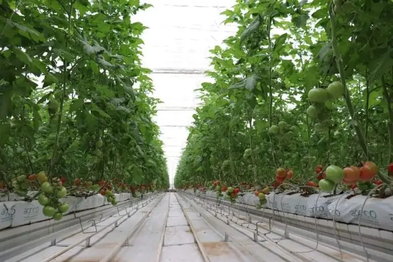 6500 тонн овощной продукции произведено в Мангистауском районе