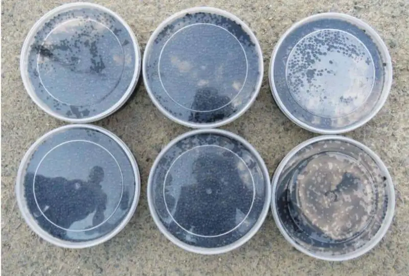 Свыше 3 кг икры осетровых рыб изъяли у жителя Атырау