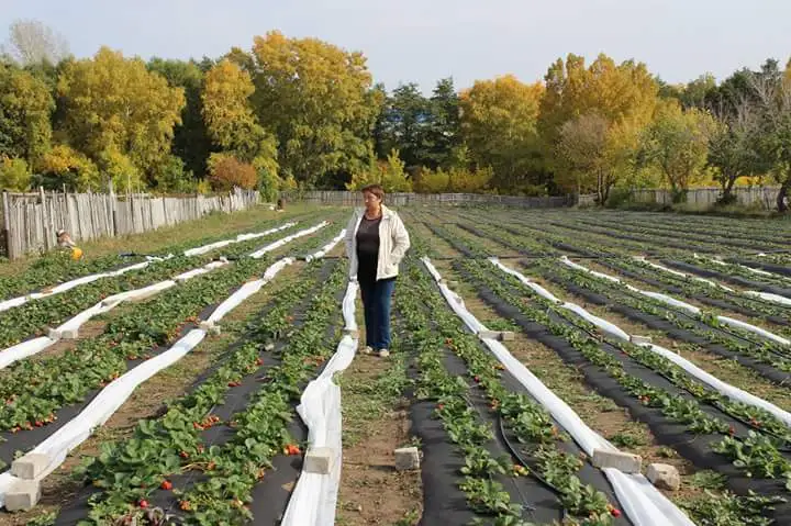 Ақмолалық кәсіпкер тыңайтқыш қолданбай құлпынай өсіруде